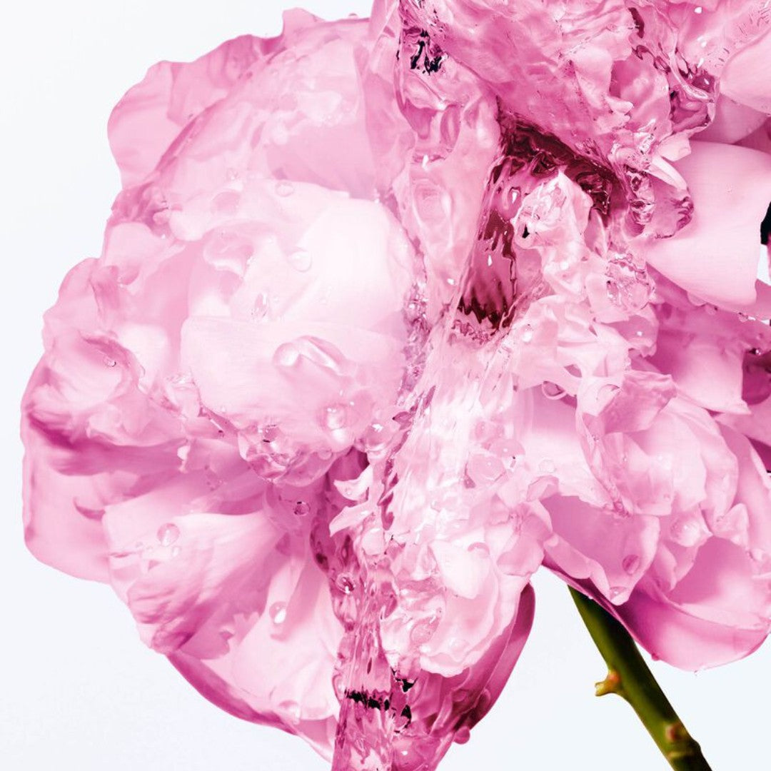 MISS DIOR lait corps reconfortant a la cire de rose 175ML